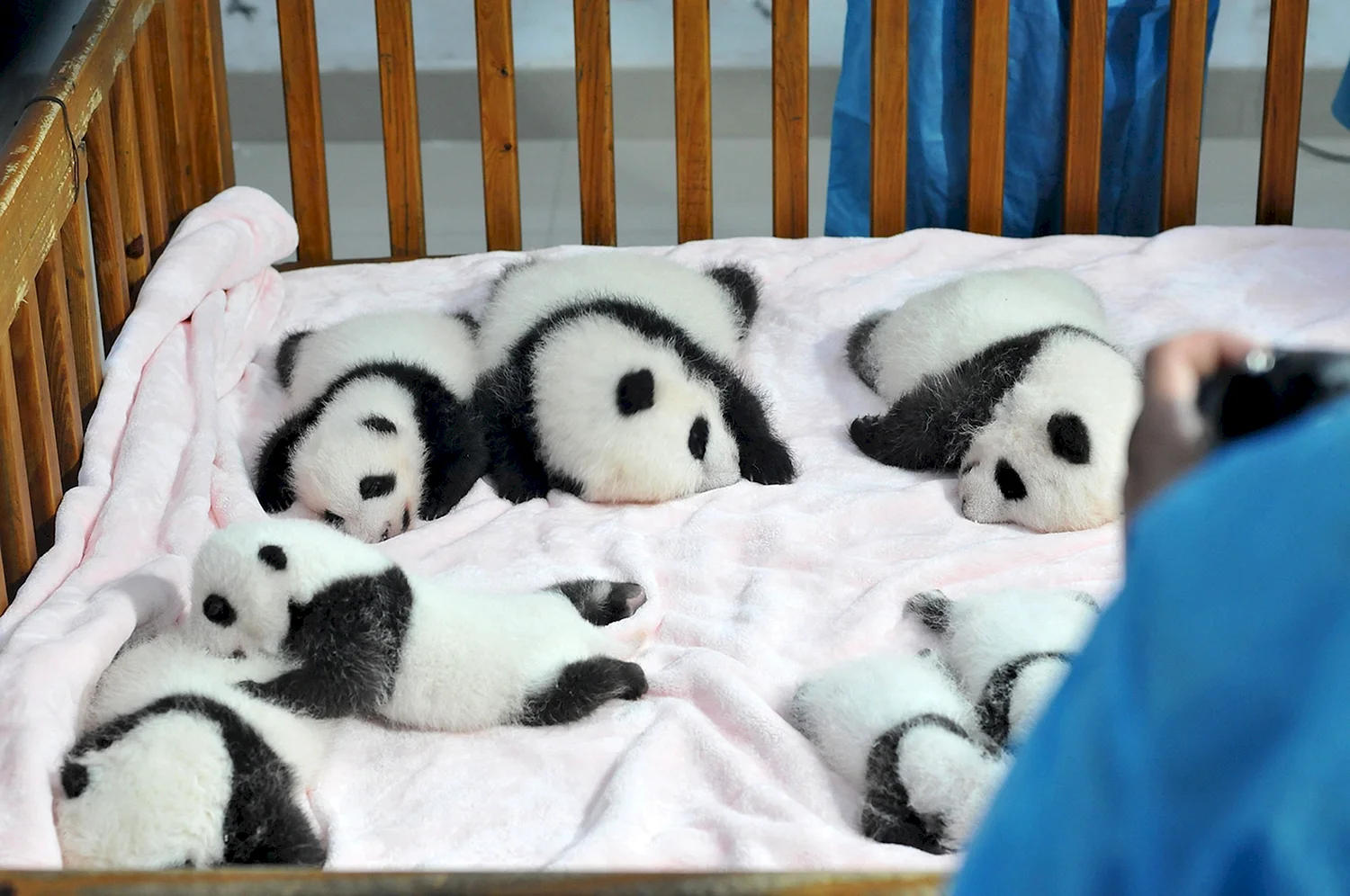 Большая Панда новорожденная