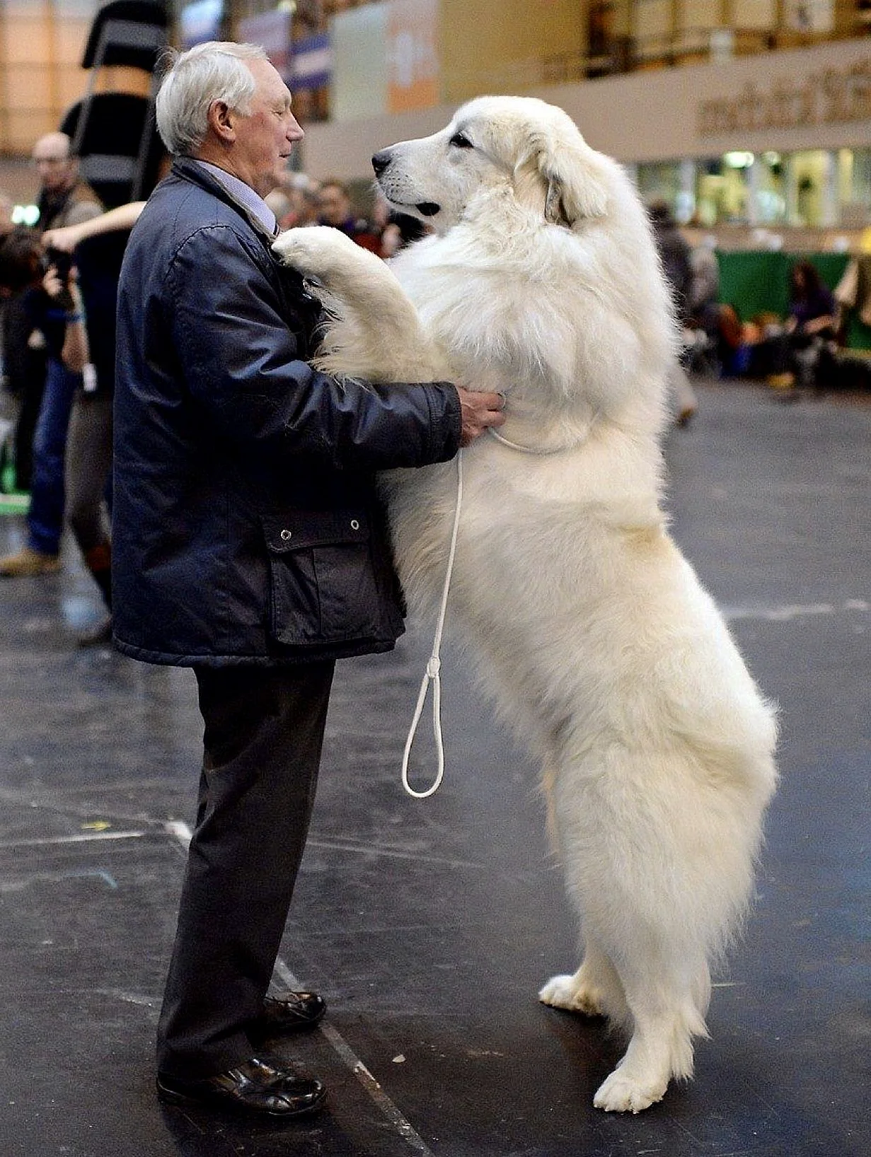 Большая Пиренейская Горная собака