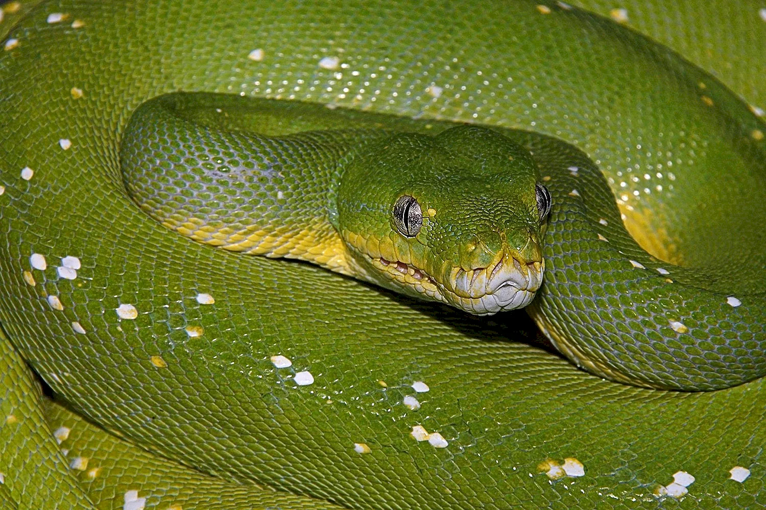 Большая зеленая змея