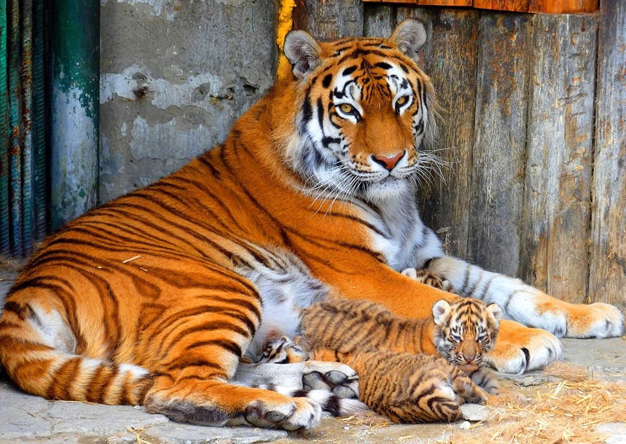 Большереченский зоопарк тигры