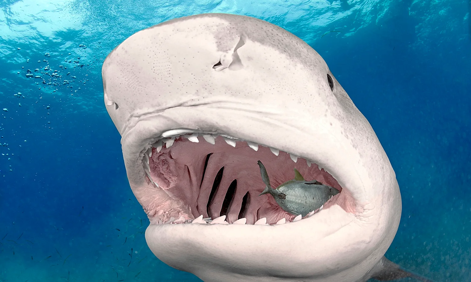 Большеротая акула зубы