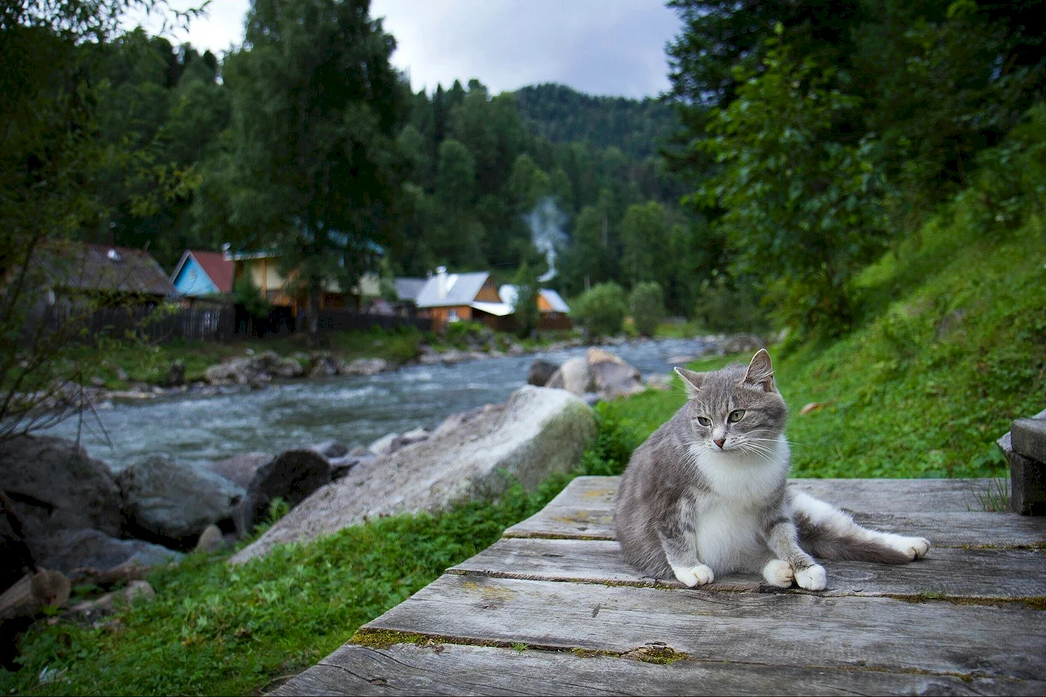 Большие коты Алтай