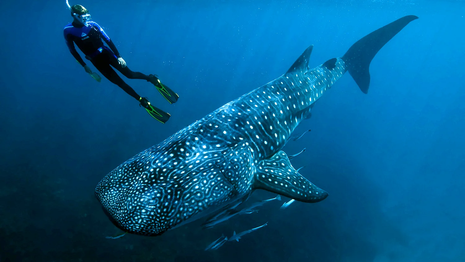Большой Барьерный риф китовая акула