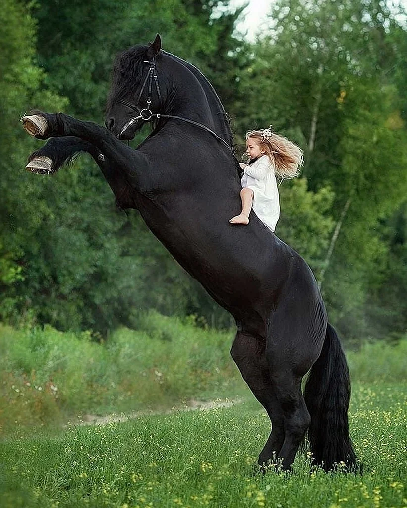 Большой черный конь