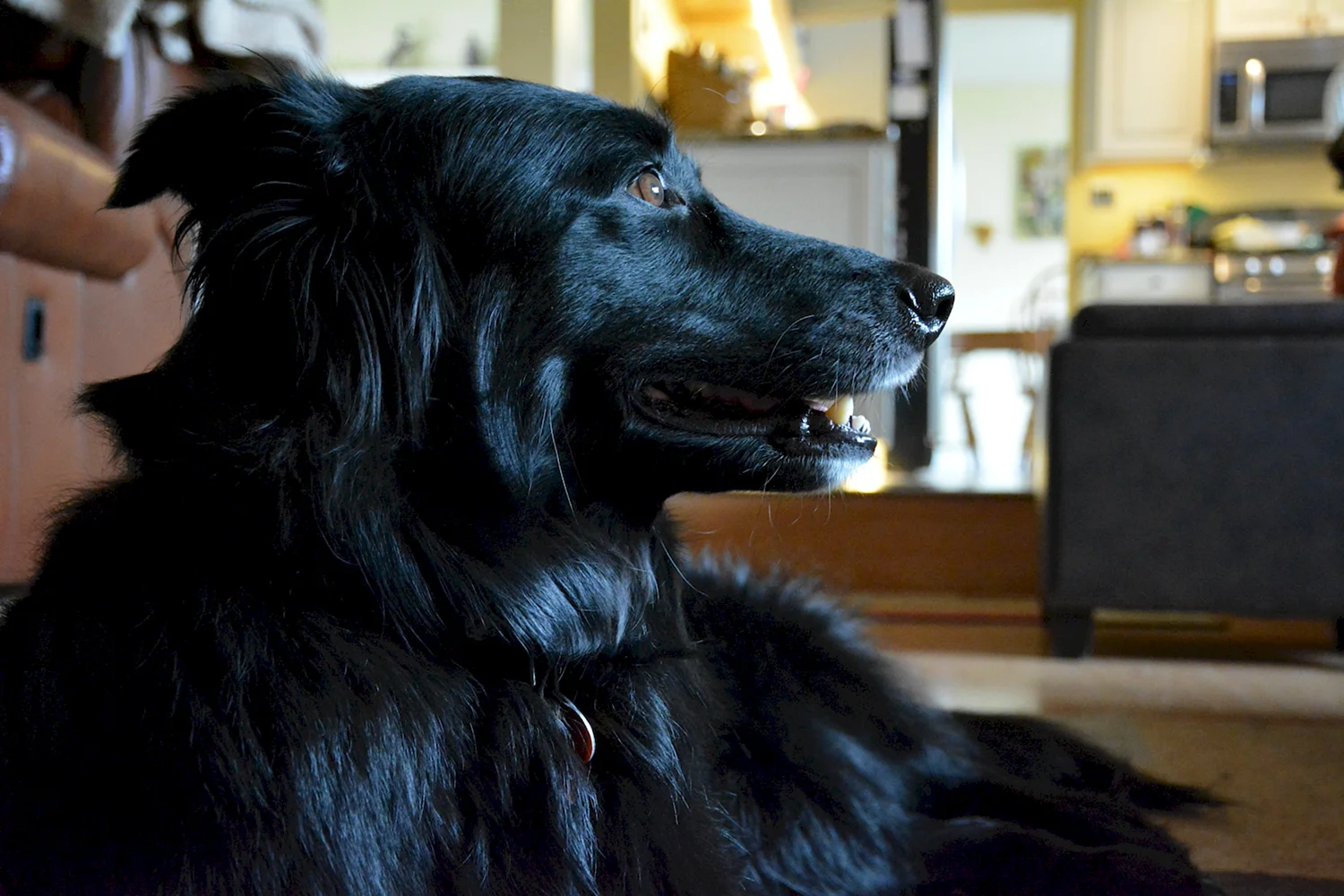 Большой чёрный пёс Сириус блек