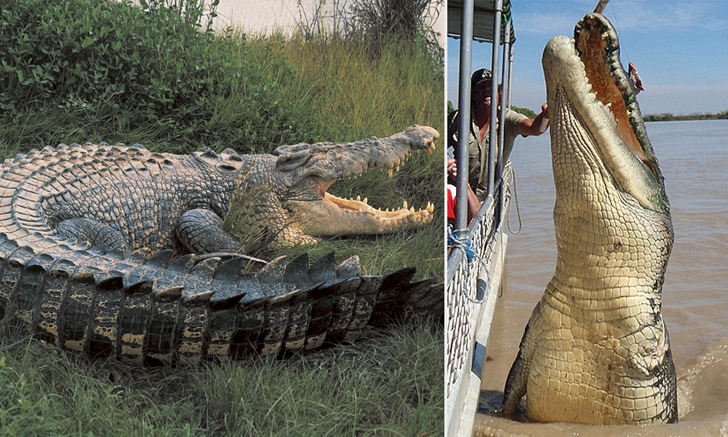 Большой гребнистый крокодил