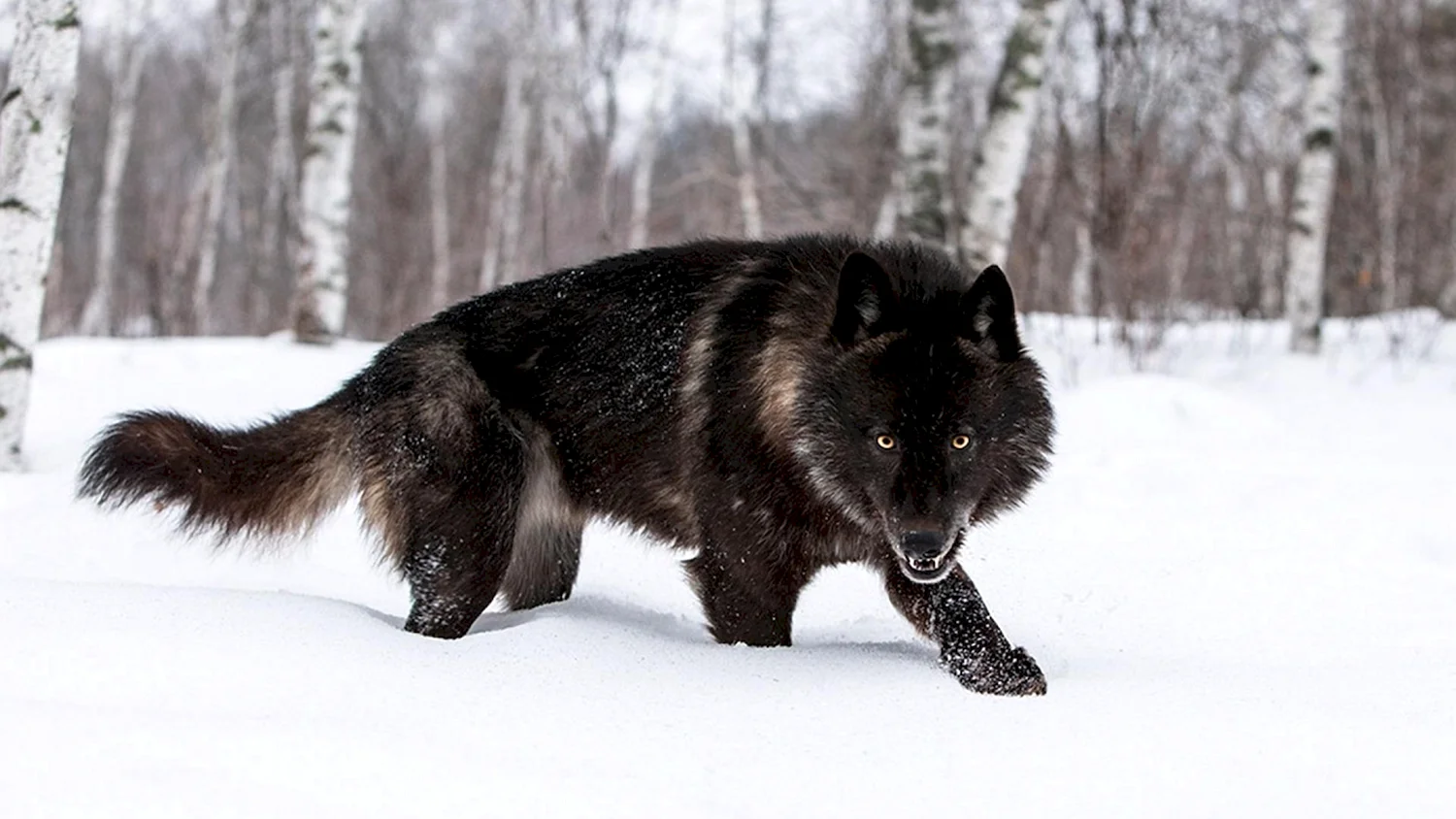 Большой канадский волк
