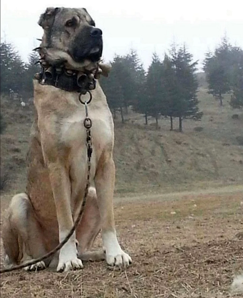 Большой кангал собака