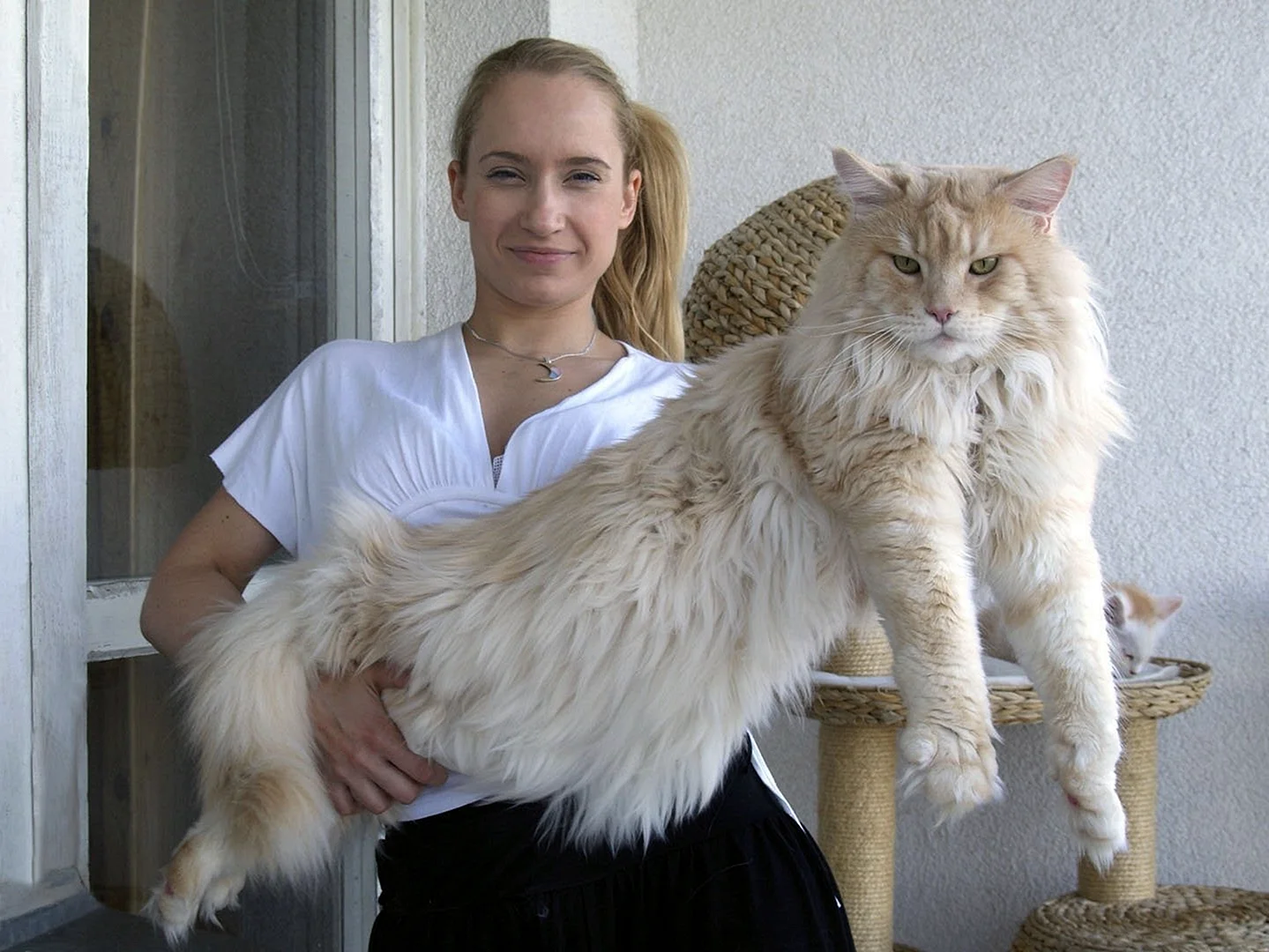 Большой кот Мейн кун