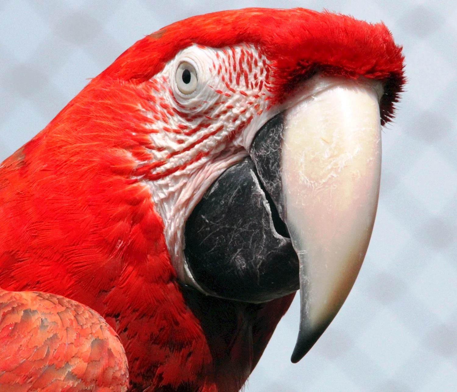 Большой красный попугай