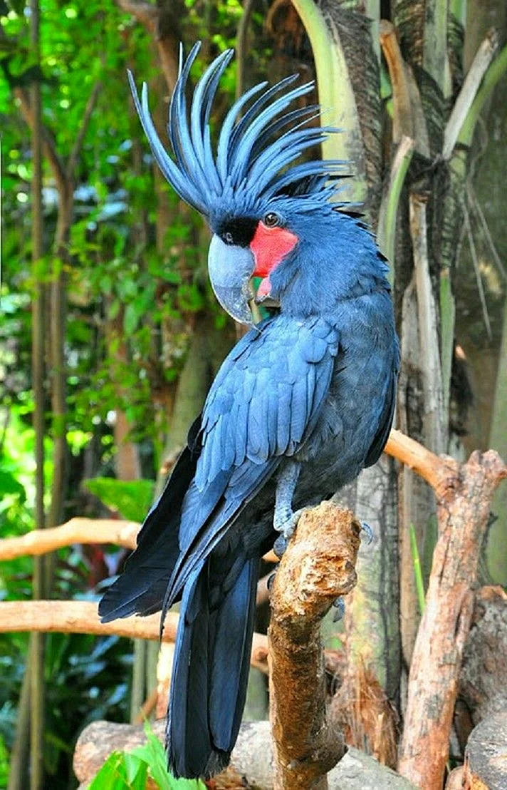 Большой попугай Какаду