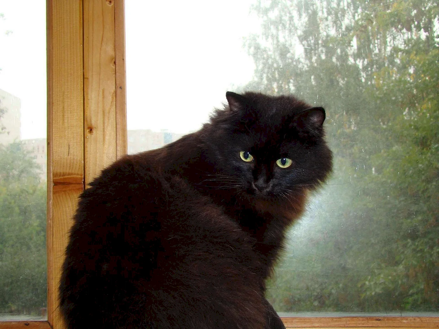 Большой пушистый черный кот