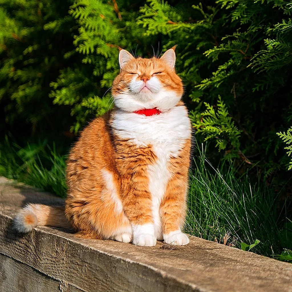 Большой рыжий кот