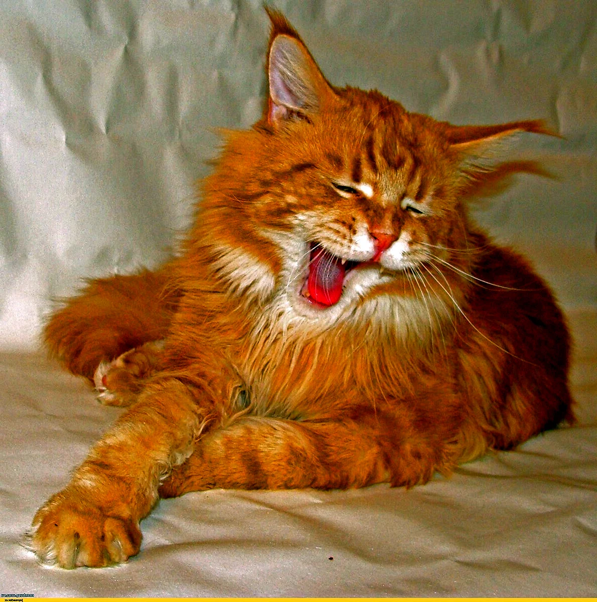 Большой рыжий кот Мейн кун