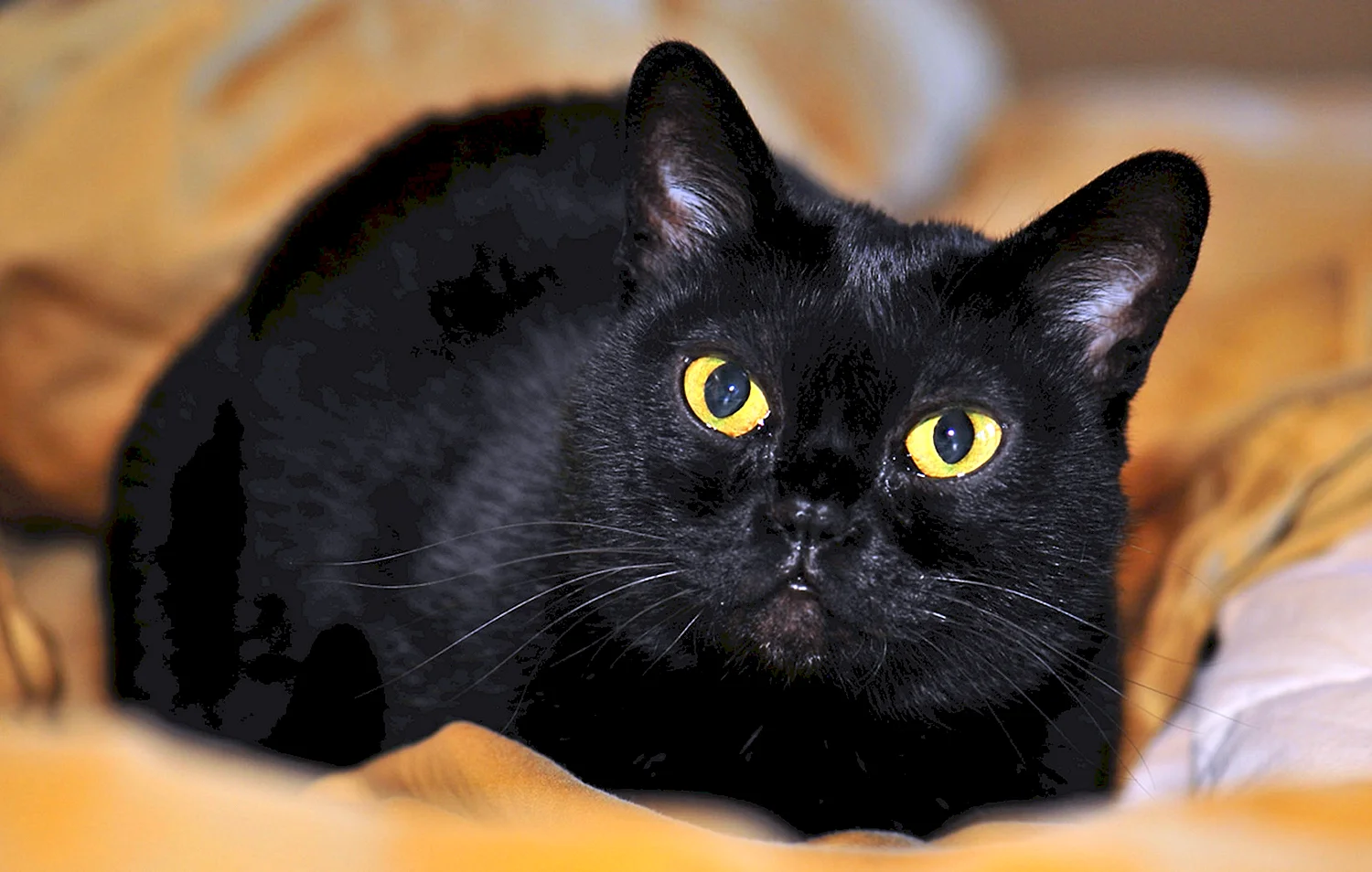 Описание черной кошки. Бомбейская кошка. Кошка породы Бомбей. Британская Бомбейская кошка. Чёрная кошка порода Бомбейская.