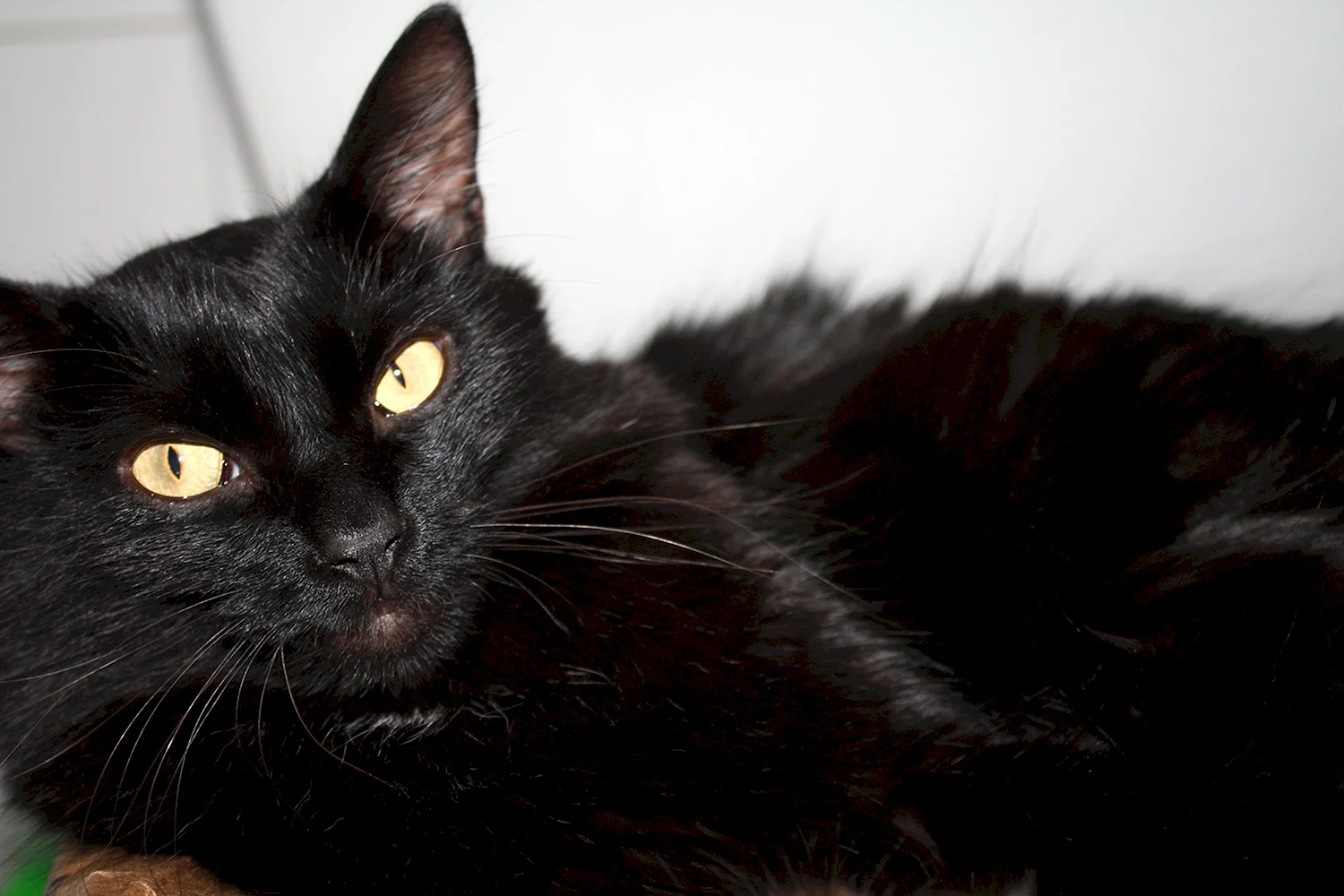 Бомбейская кошка длинношерстная черная