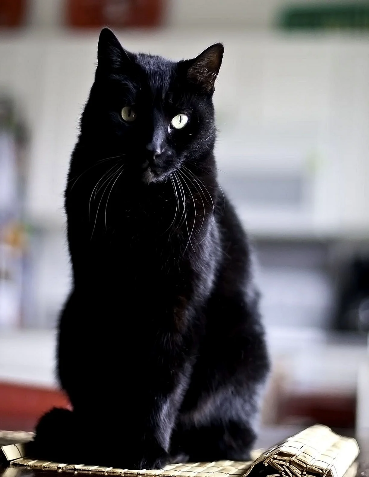 Бомбейская кошка длинношерстная черная