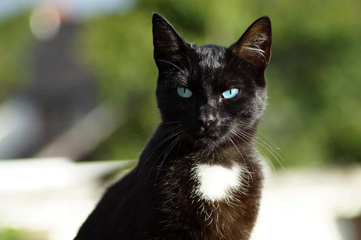 Бомбейская кошка с белой грудкой