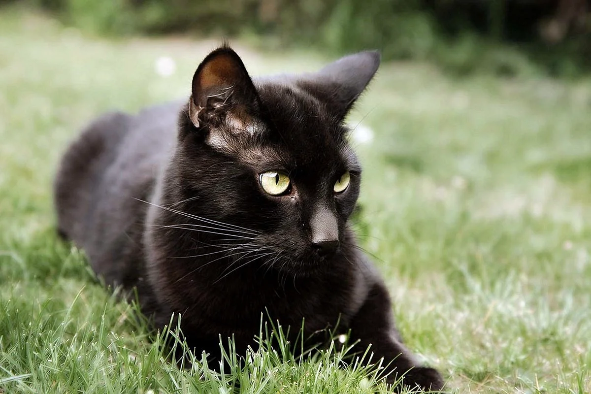 Бомбейская кошка с зелеными глазами