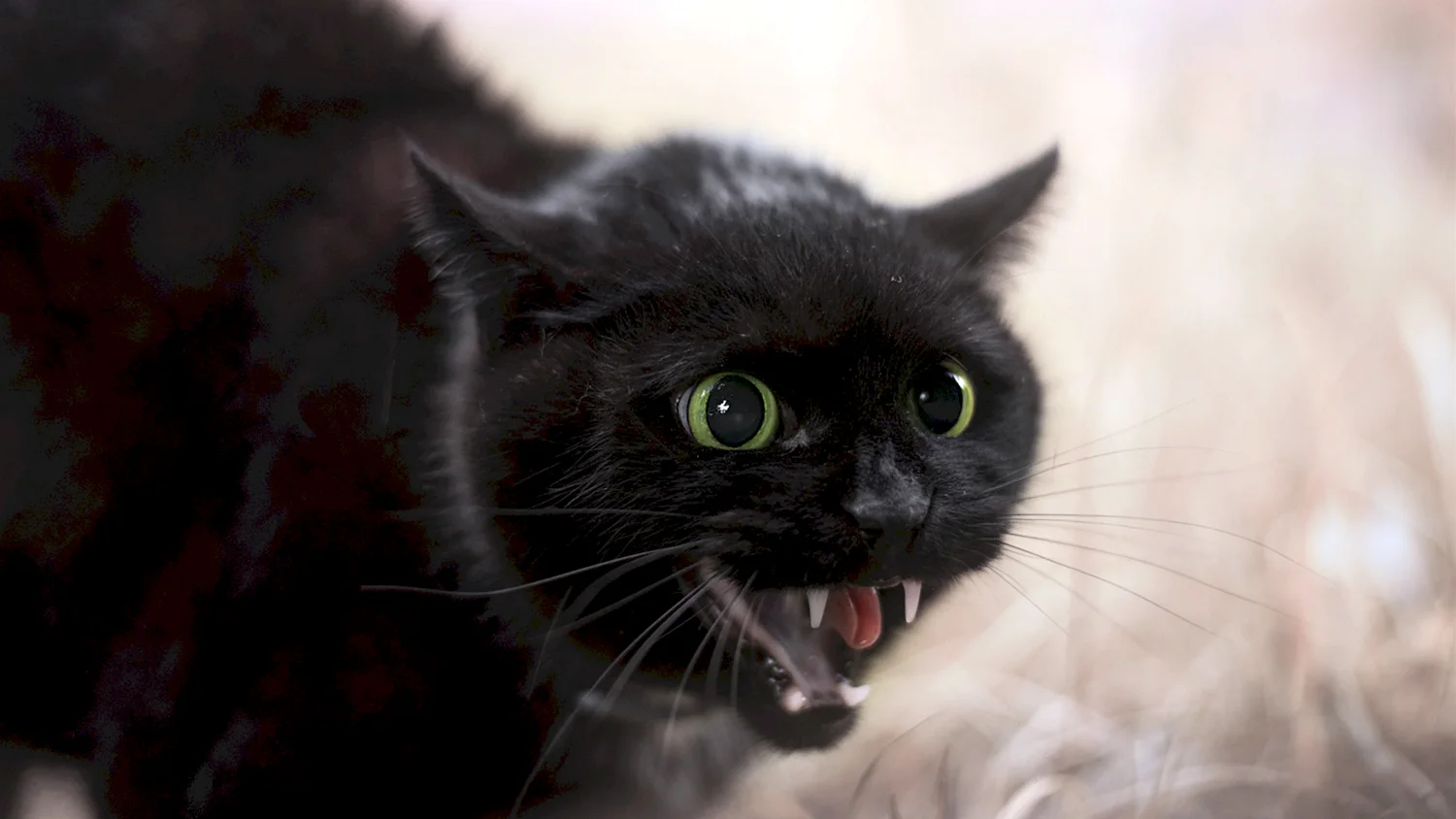 Бомбейская кошка злая