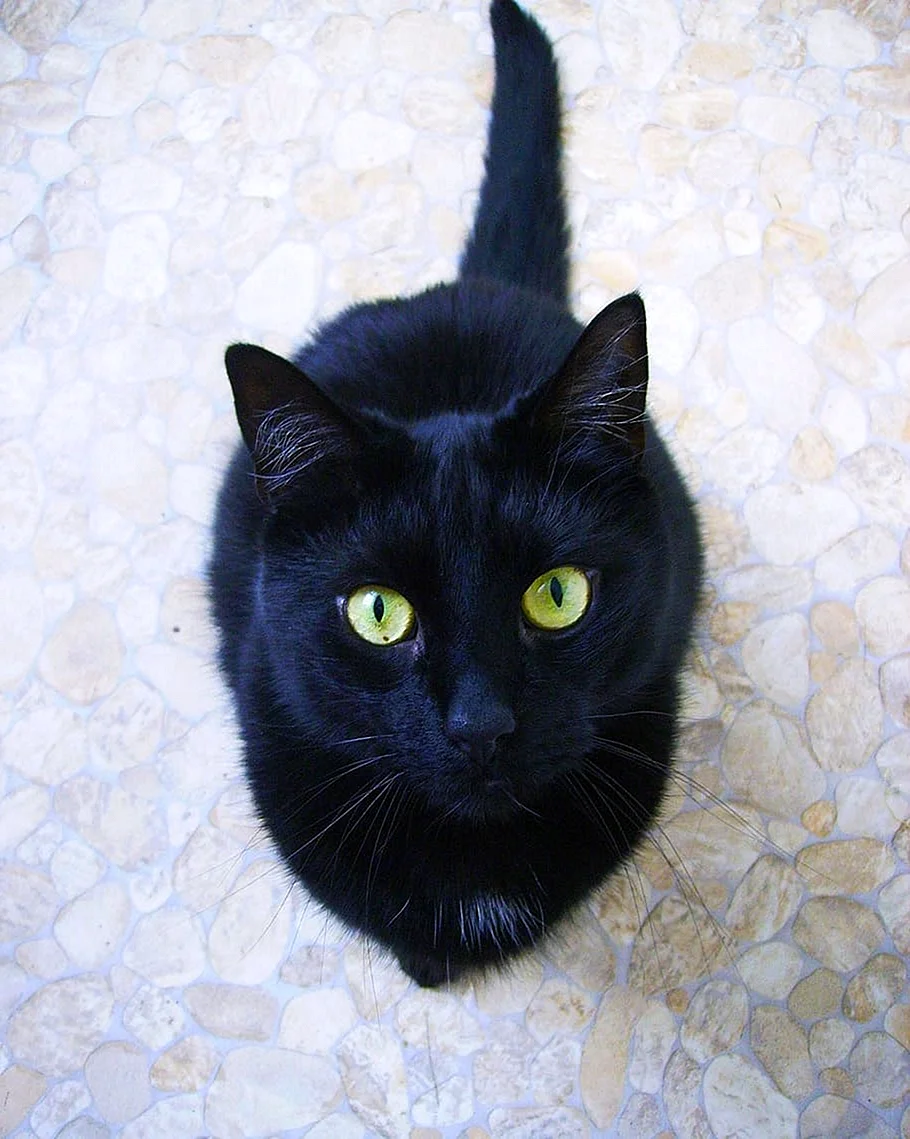 Бомбейская зеленоглазая кошка