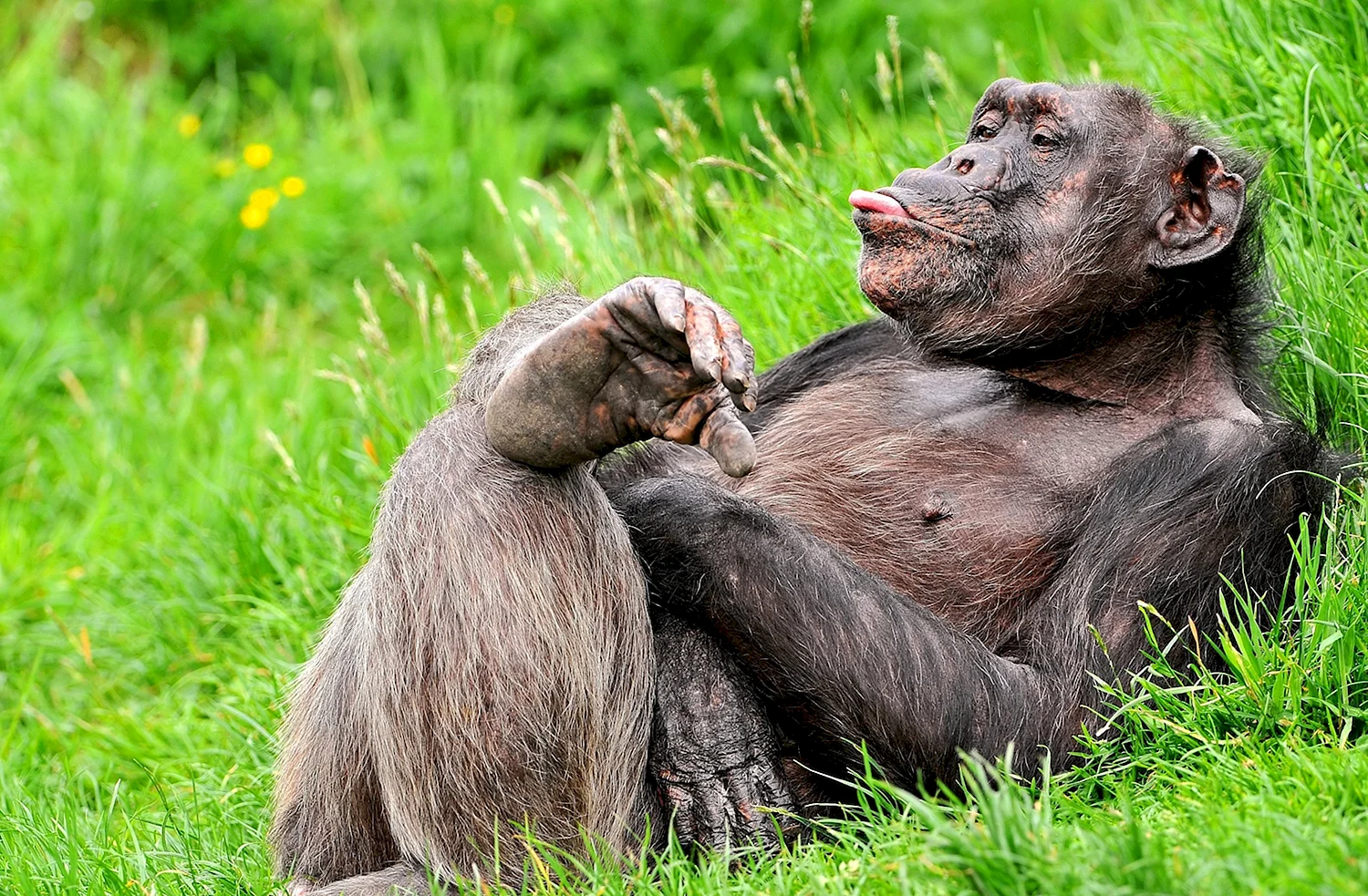 Бонобо матриархат