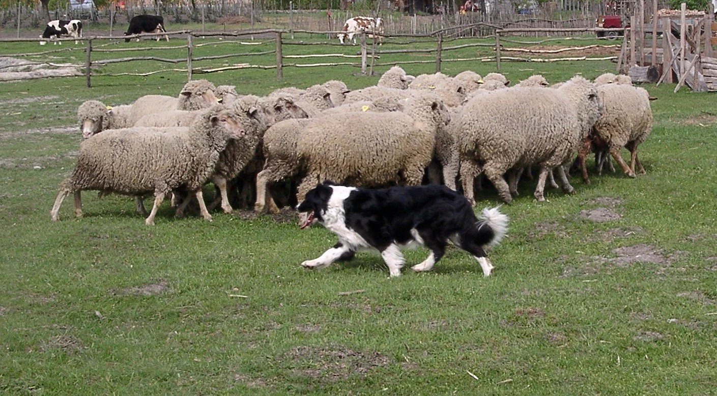 Бордер колли овцы пастух