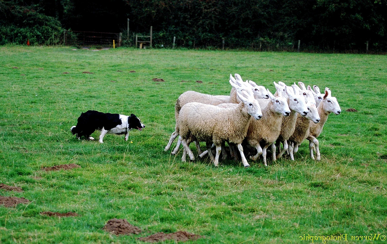 Бордер колли пастух