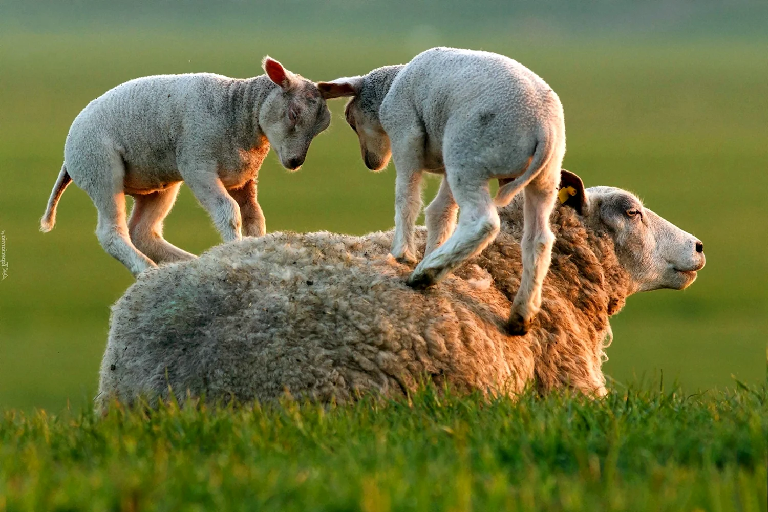 Бордер-Лейстерские овцы