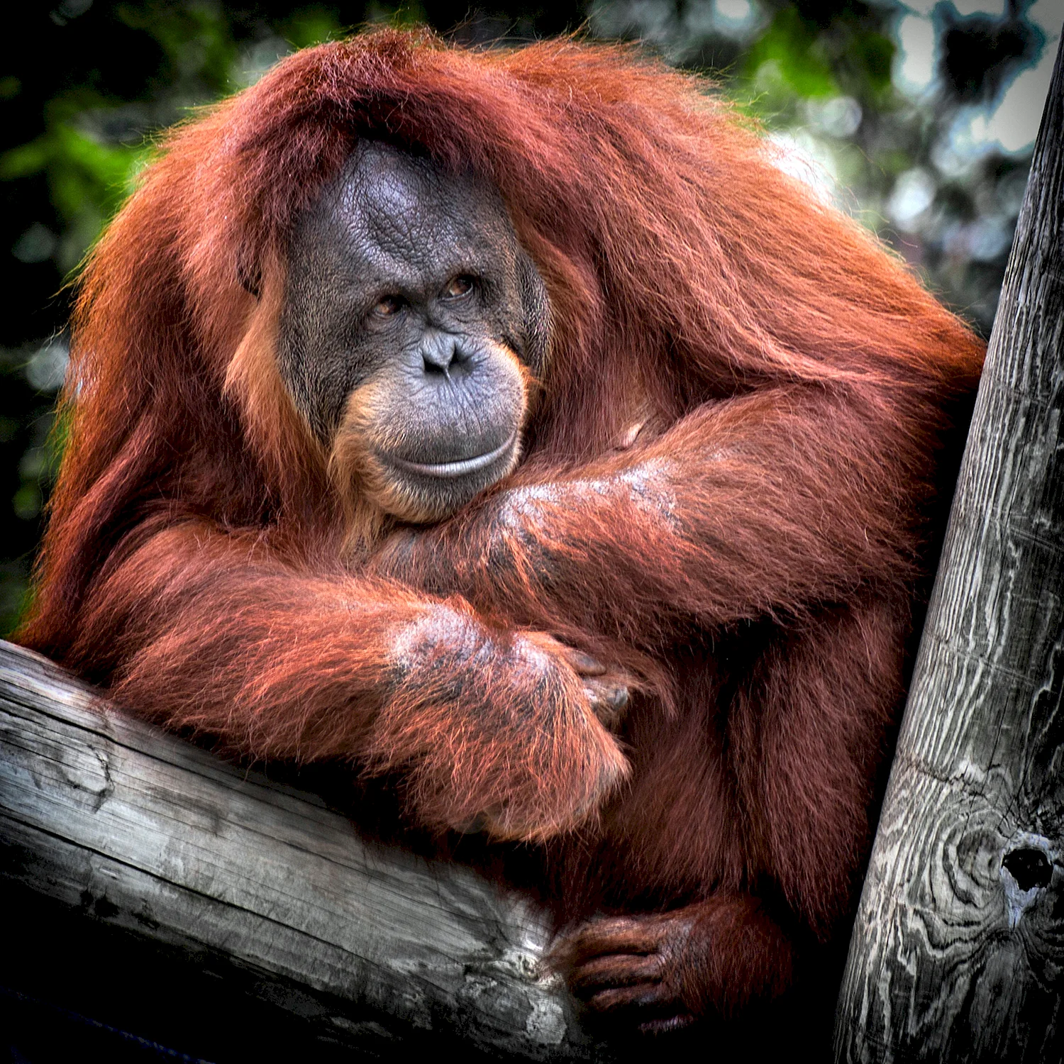 Борнейский орангутан