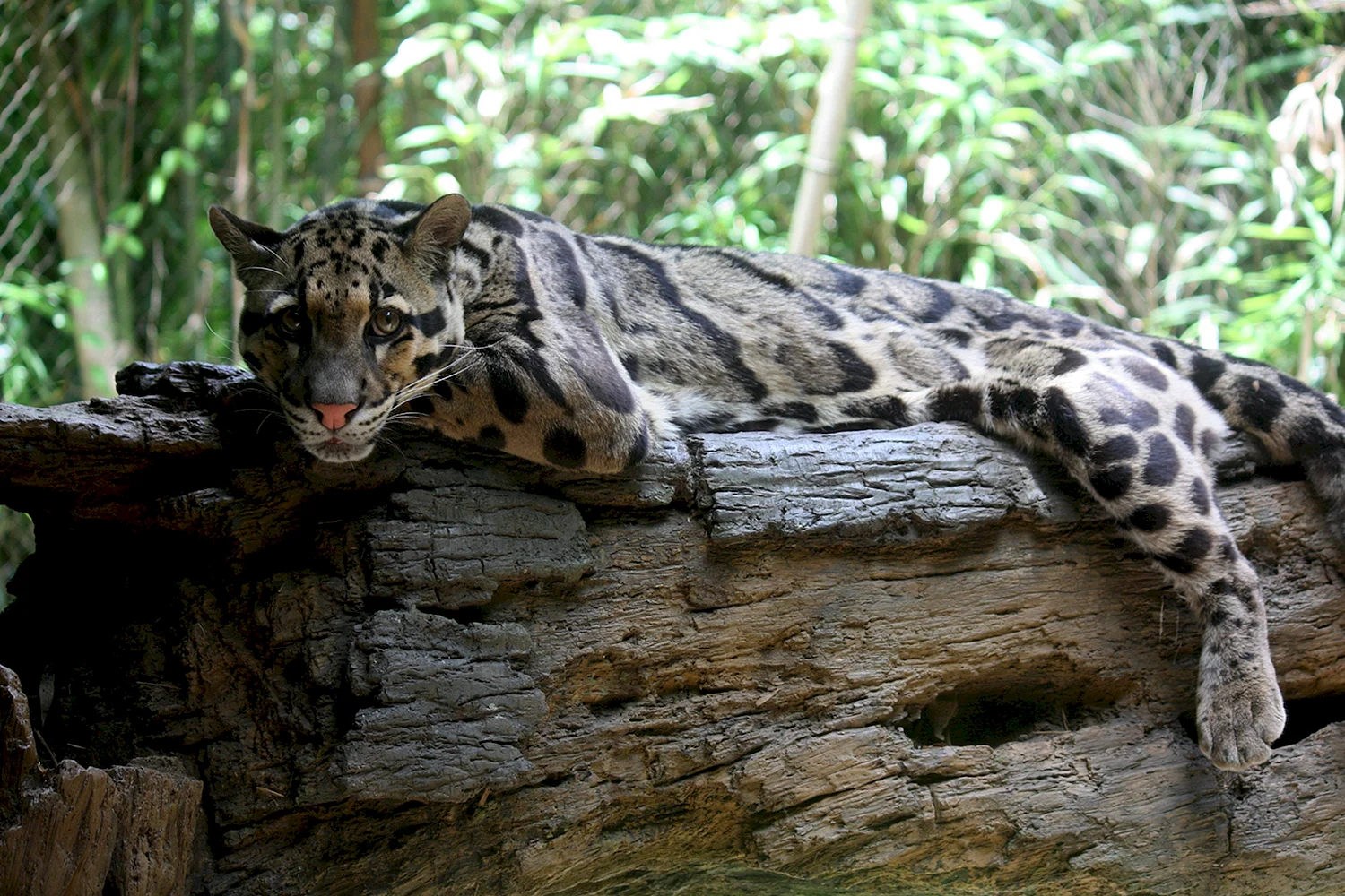 Борнео дымчатый леопард