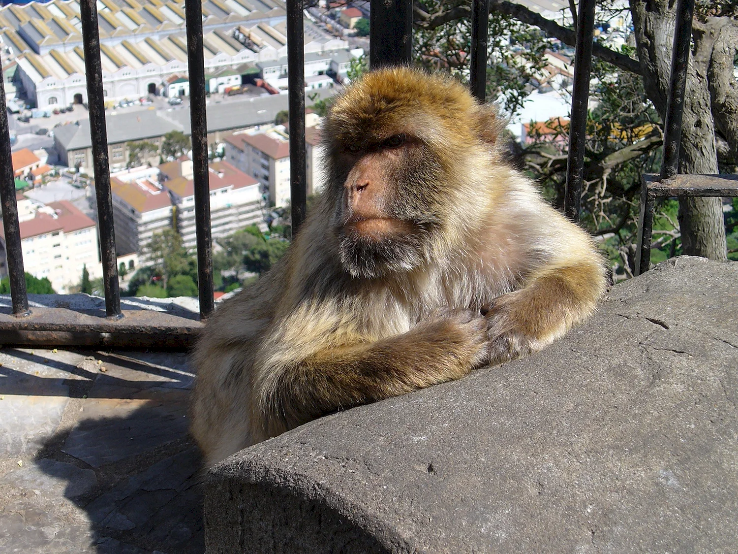 Бородатая обезьяна Гибралтара