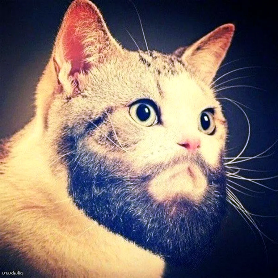 Бородатый кот