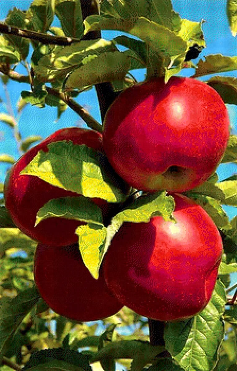 Боровинка Ташкентская яблоня
