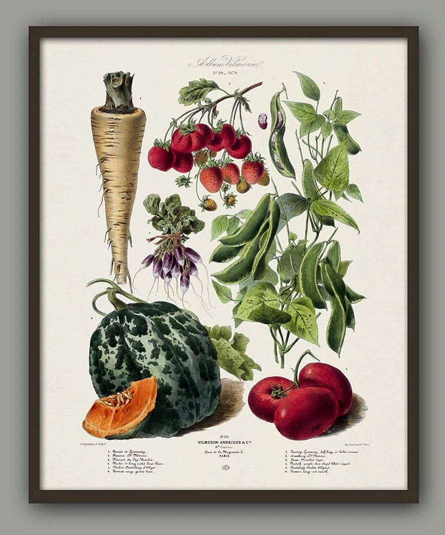 Botanical illustration овощи