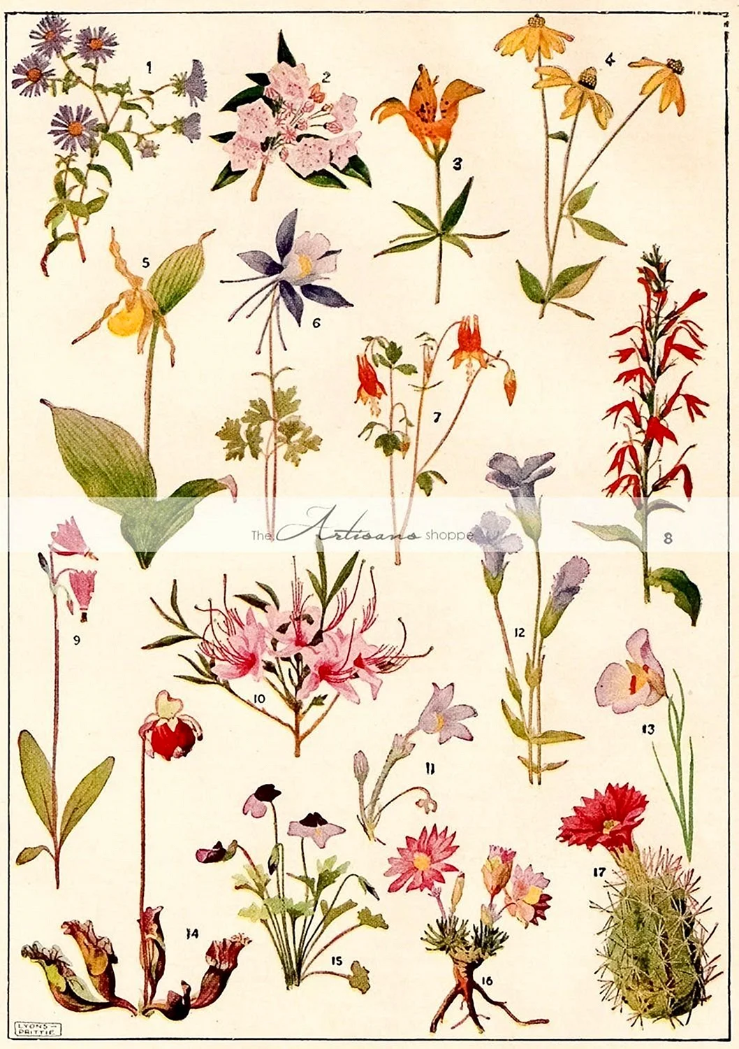 Ботаническая энциклопедия цветущие травы