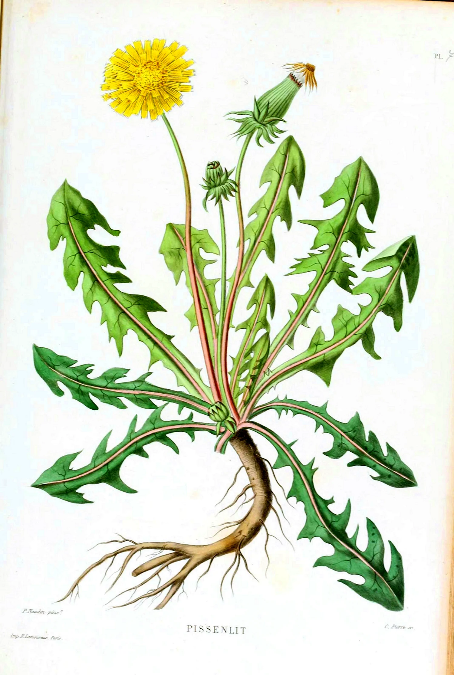 Ботаническая иллюстрация Taraxacum