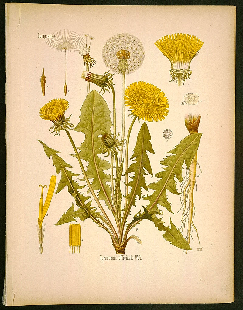 Ботаническая иллюстрация Taraxacum
