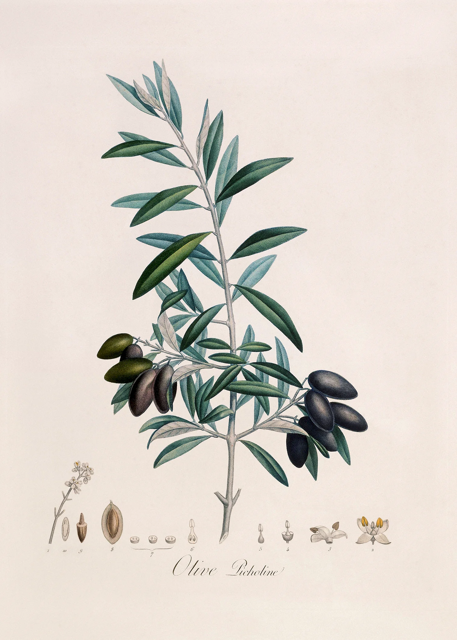 Ботаническая Винтажная иллюстрация олива