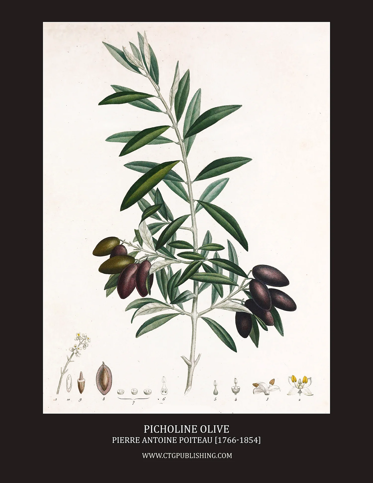 Ботаническая Винтажная иллюстрация олива