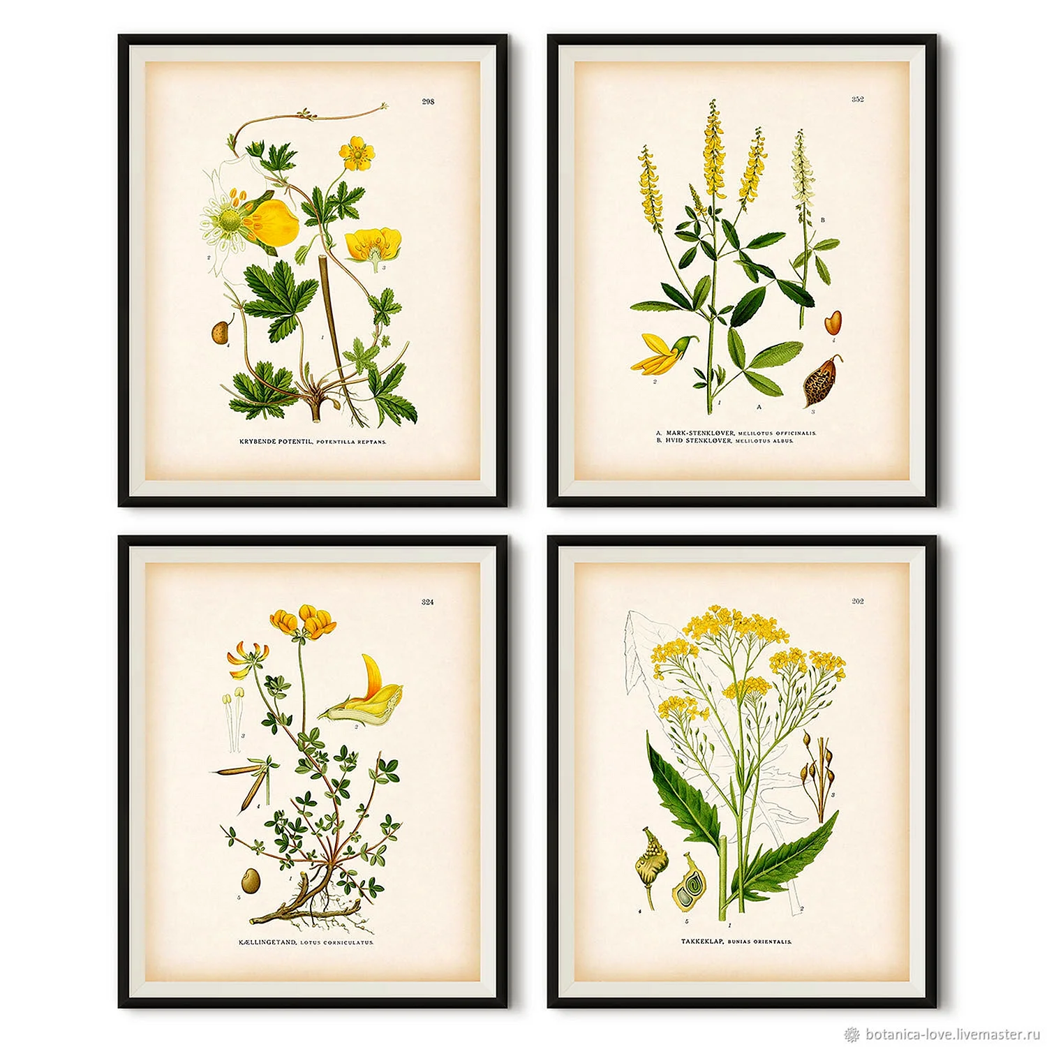 Ботанические иллюстрации для печати