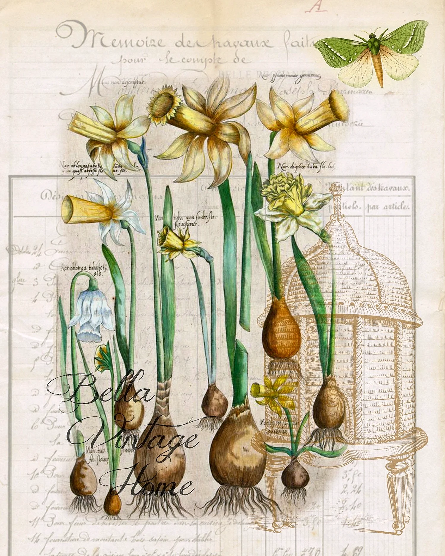 Ботанические иллюстрации луковичных растений