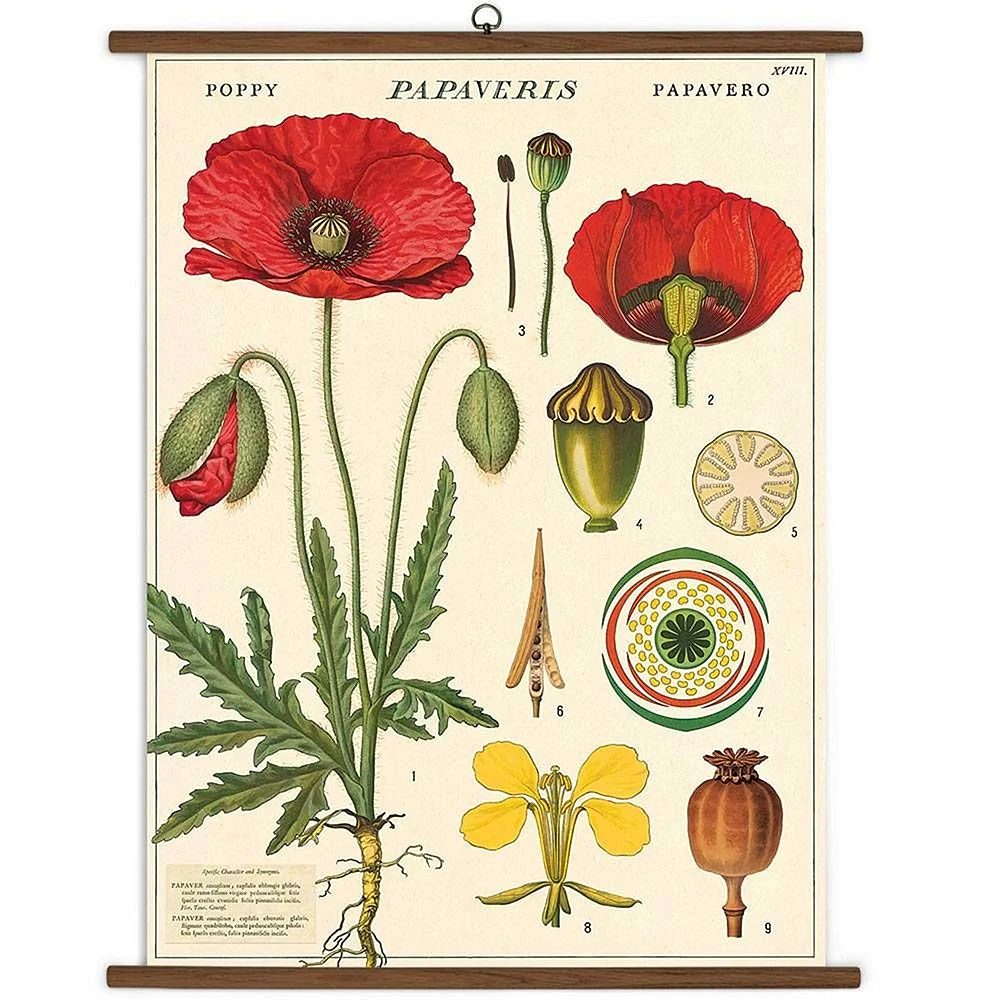 Ботанические карточки