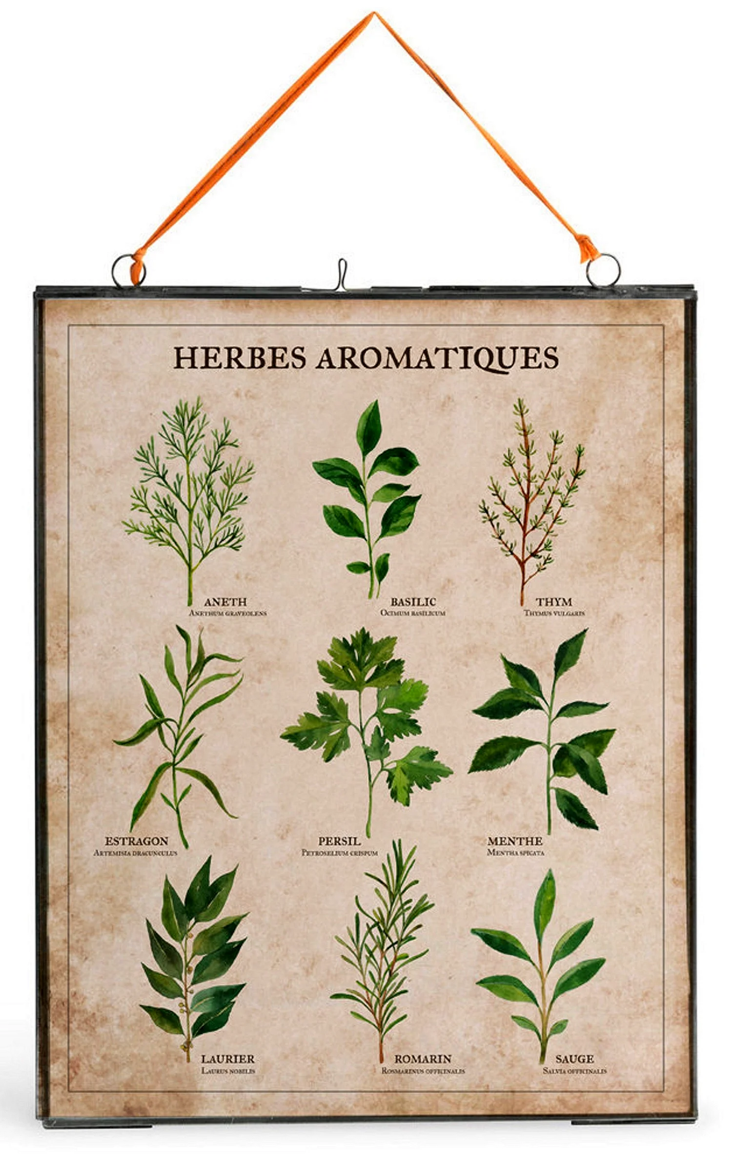 Ботанические плакаты