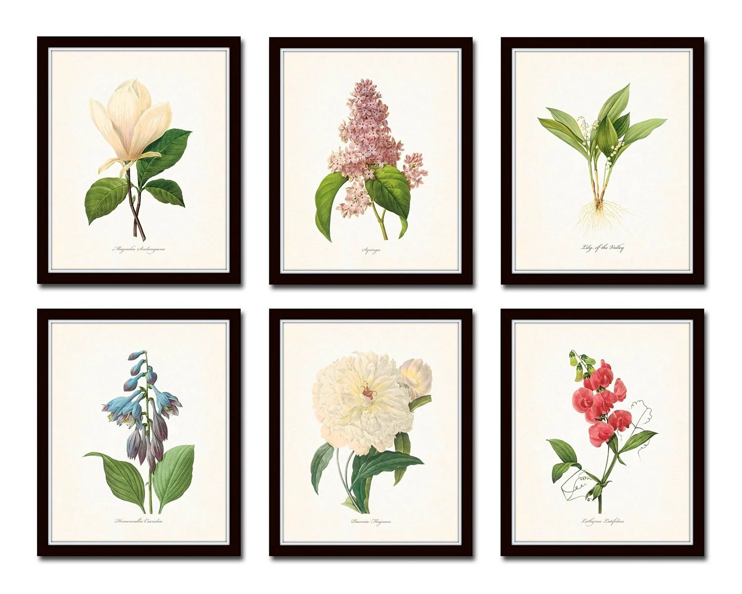 Ботанические постеры для печати