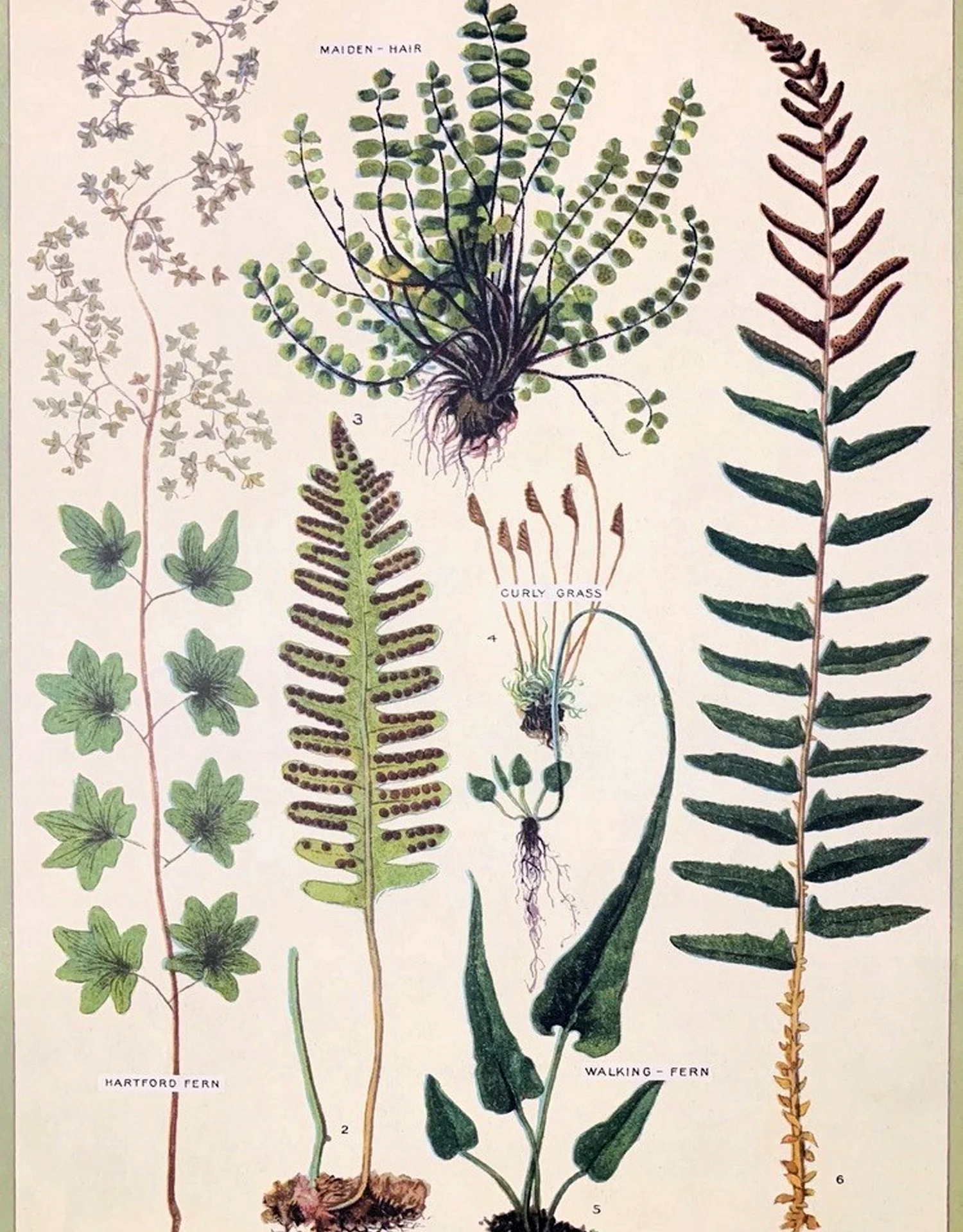 Ботанические постеры папоротник