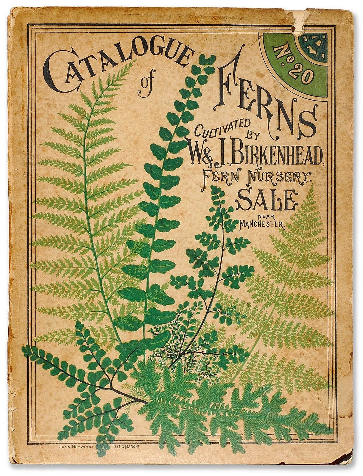 Ботанические постеры папоротник