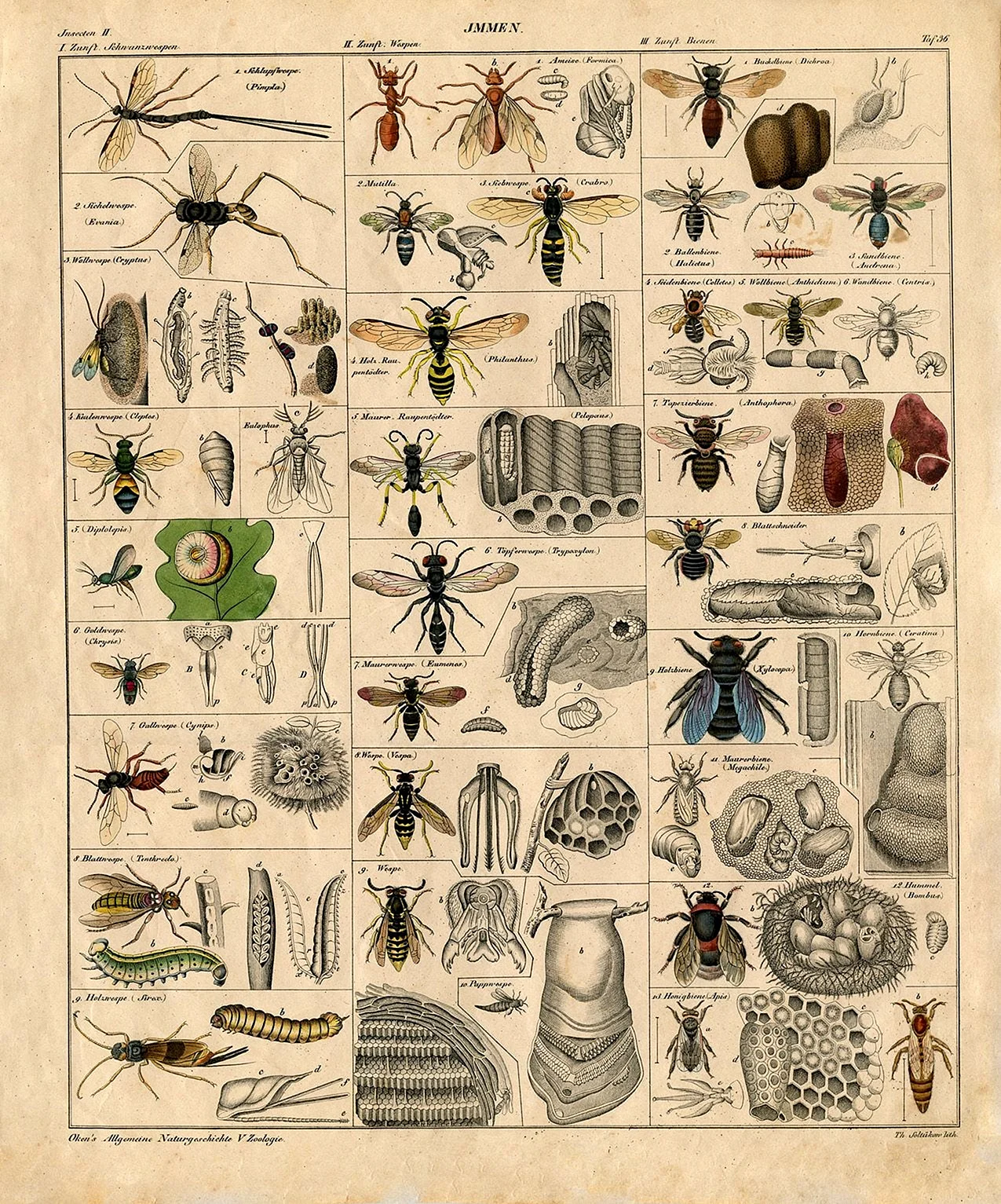 Ботаника и насекомые