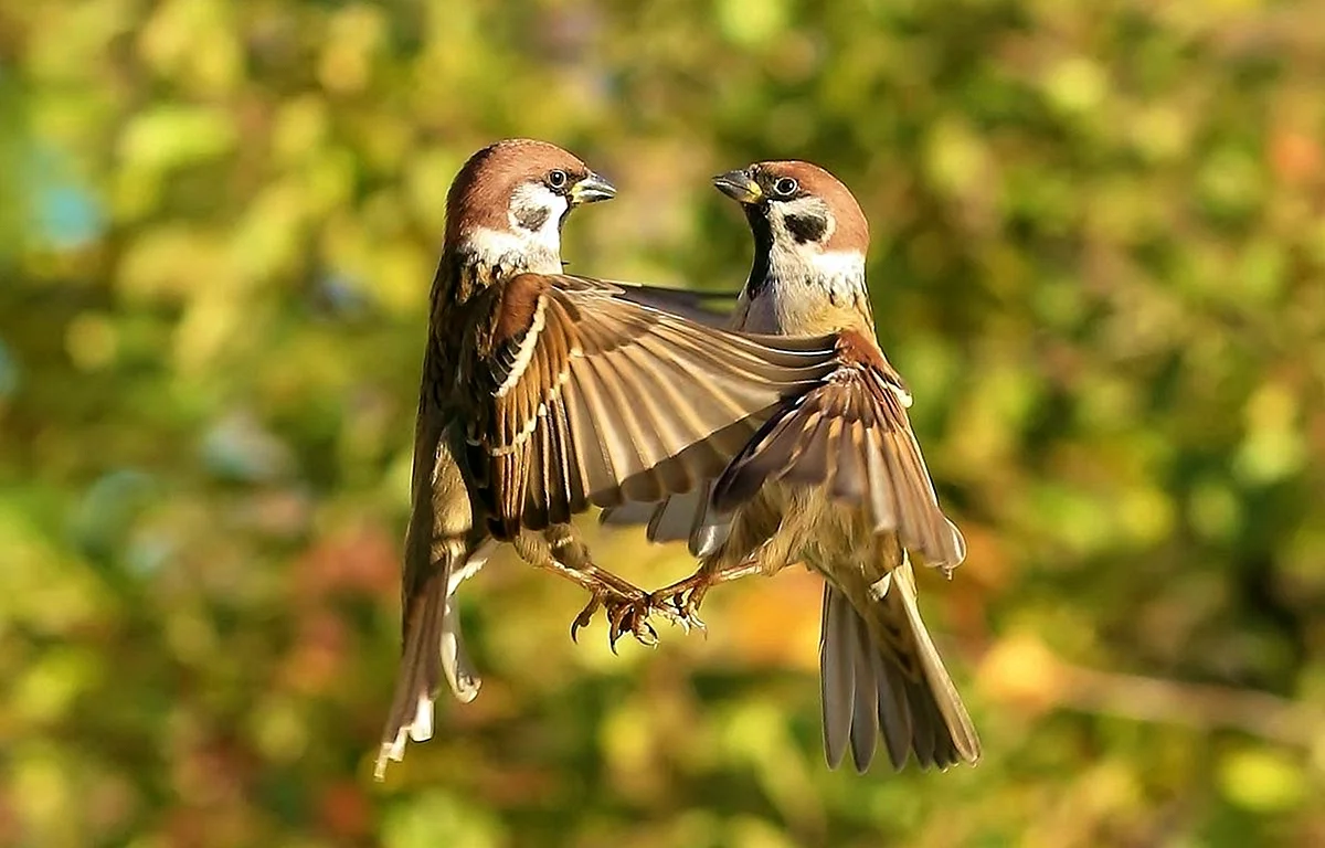 Брачные танцы птиц