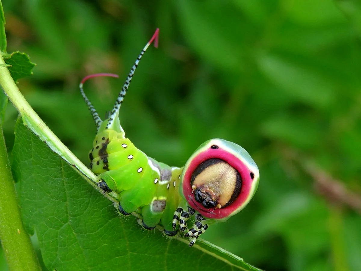 Бражник бабочка и гусеница